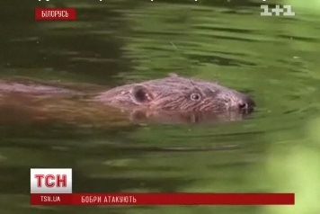 Бобра всем! 1