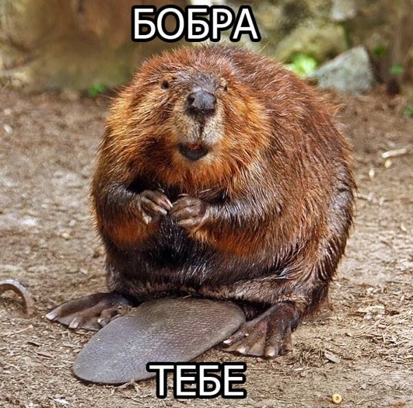 Бобра всем! 5