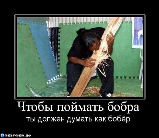 Бобра всем! 3