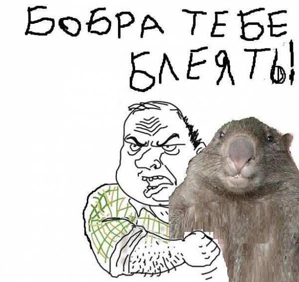 Бобра всем! 4