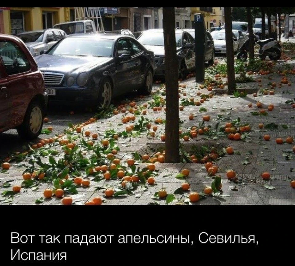 Апельсини та w210