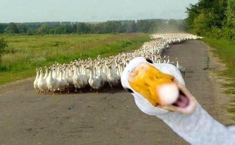 Сюди! Сюди! Цікава ідейка!) 2