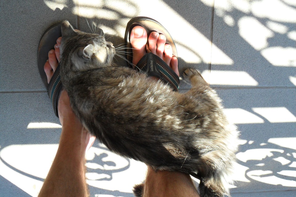 Мийка та коте) 5