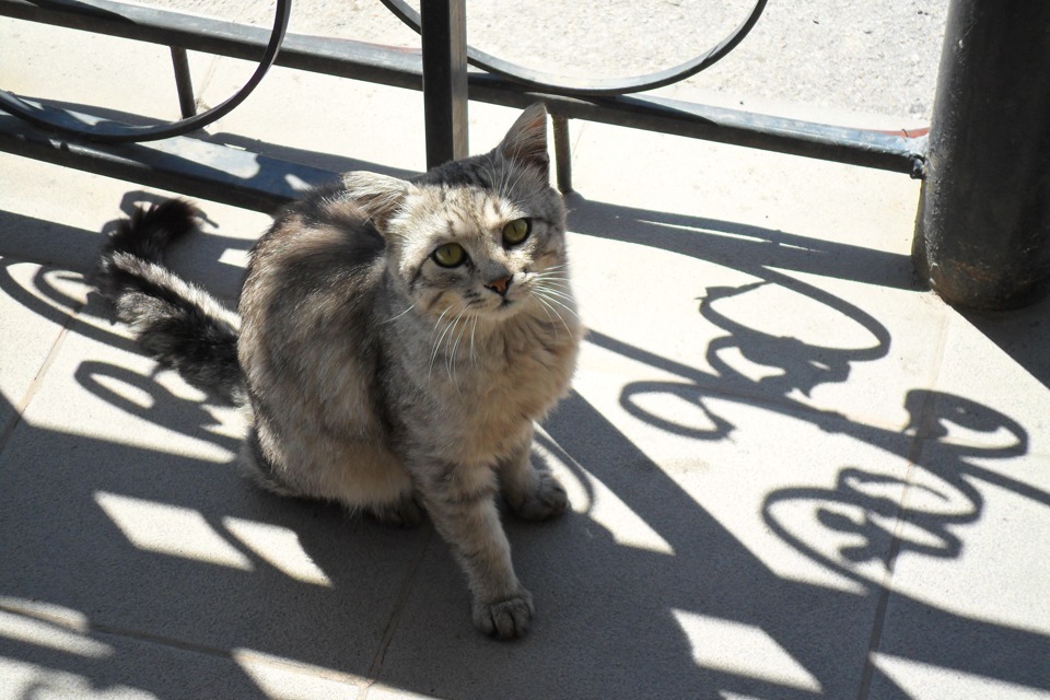 Мийка та коте) 2