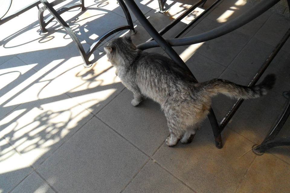 Мийка та коте) 1