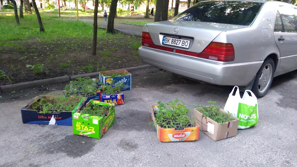 Кабан - кабаном, а помідори треба садити...