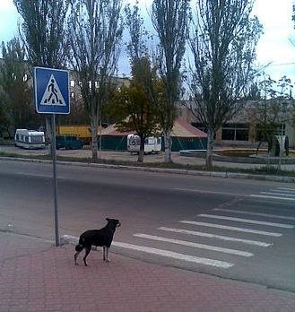 Поважайте всіх пішоходів. 1