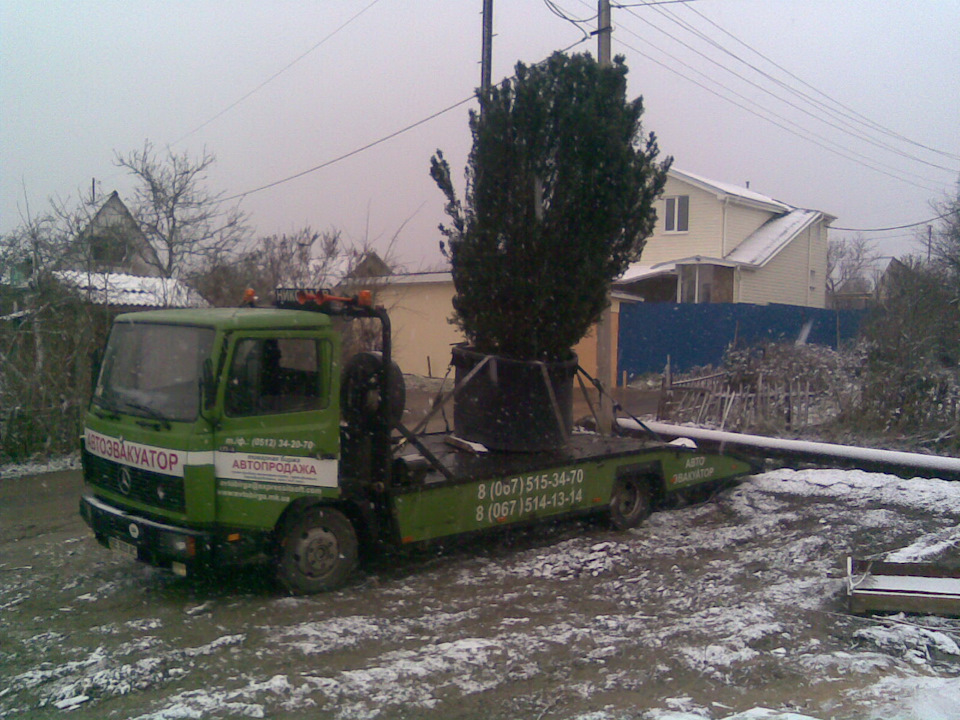 А Дуб то Золотий ))) 1