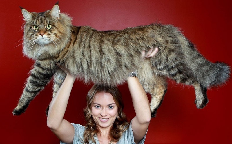 Коти атакують! 1