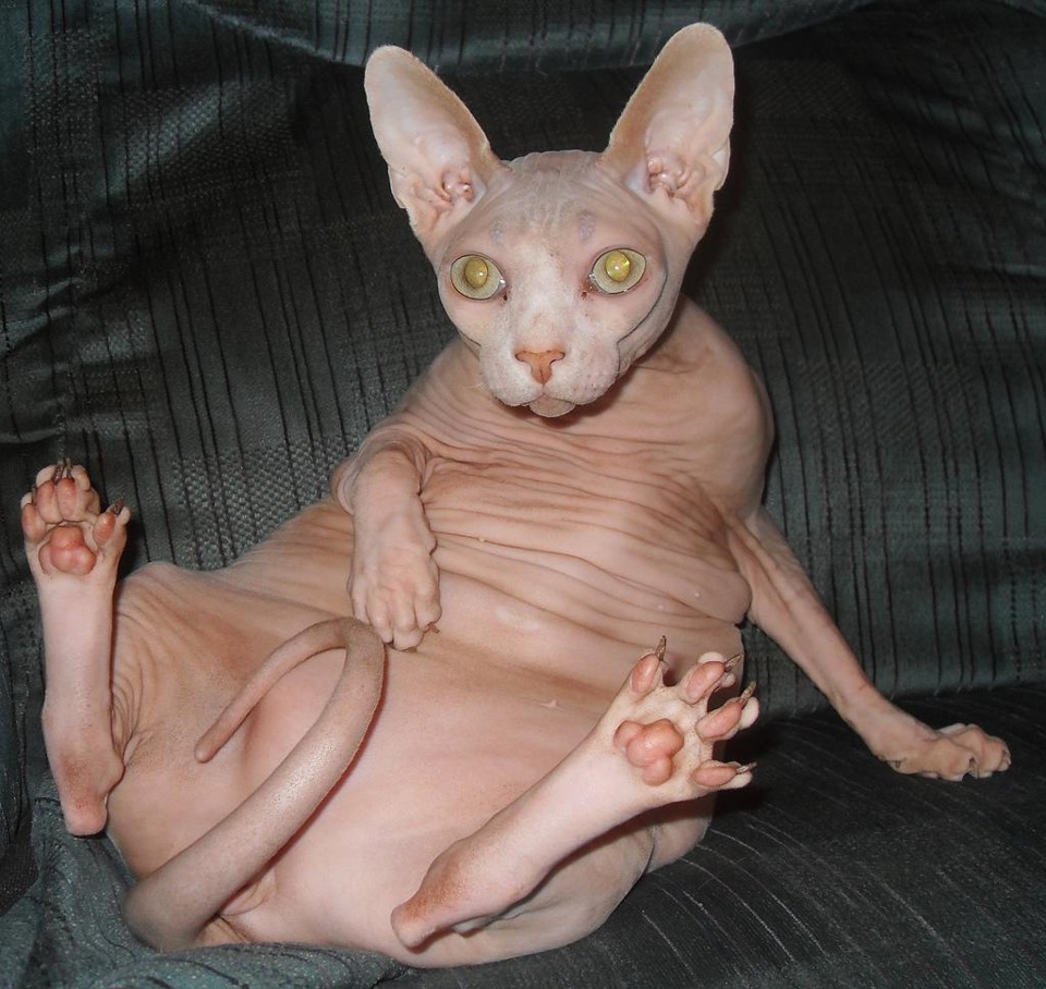 Коти атакують! 2