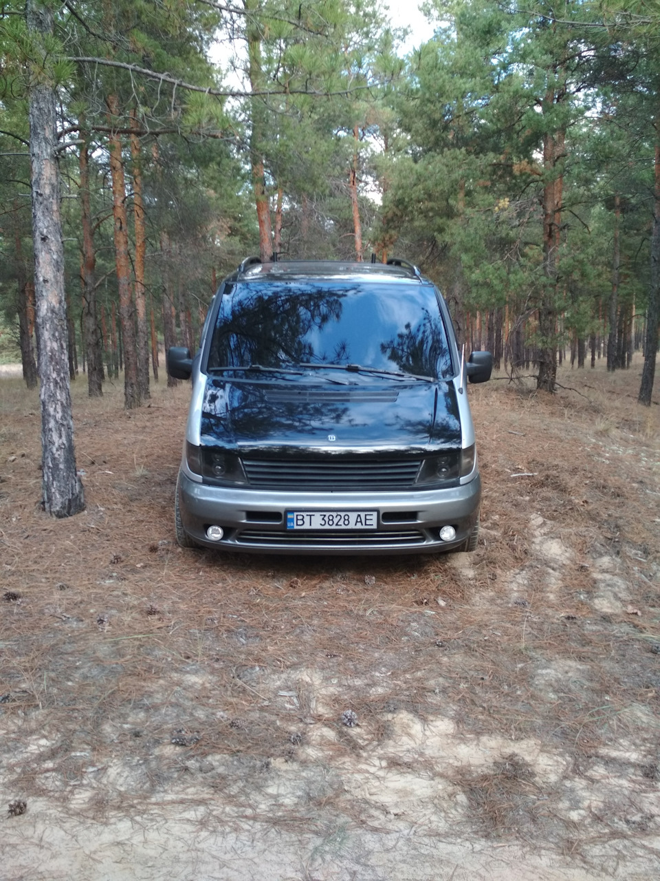 Лес 1