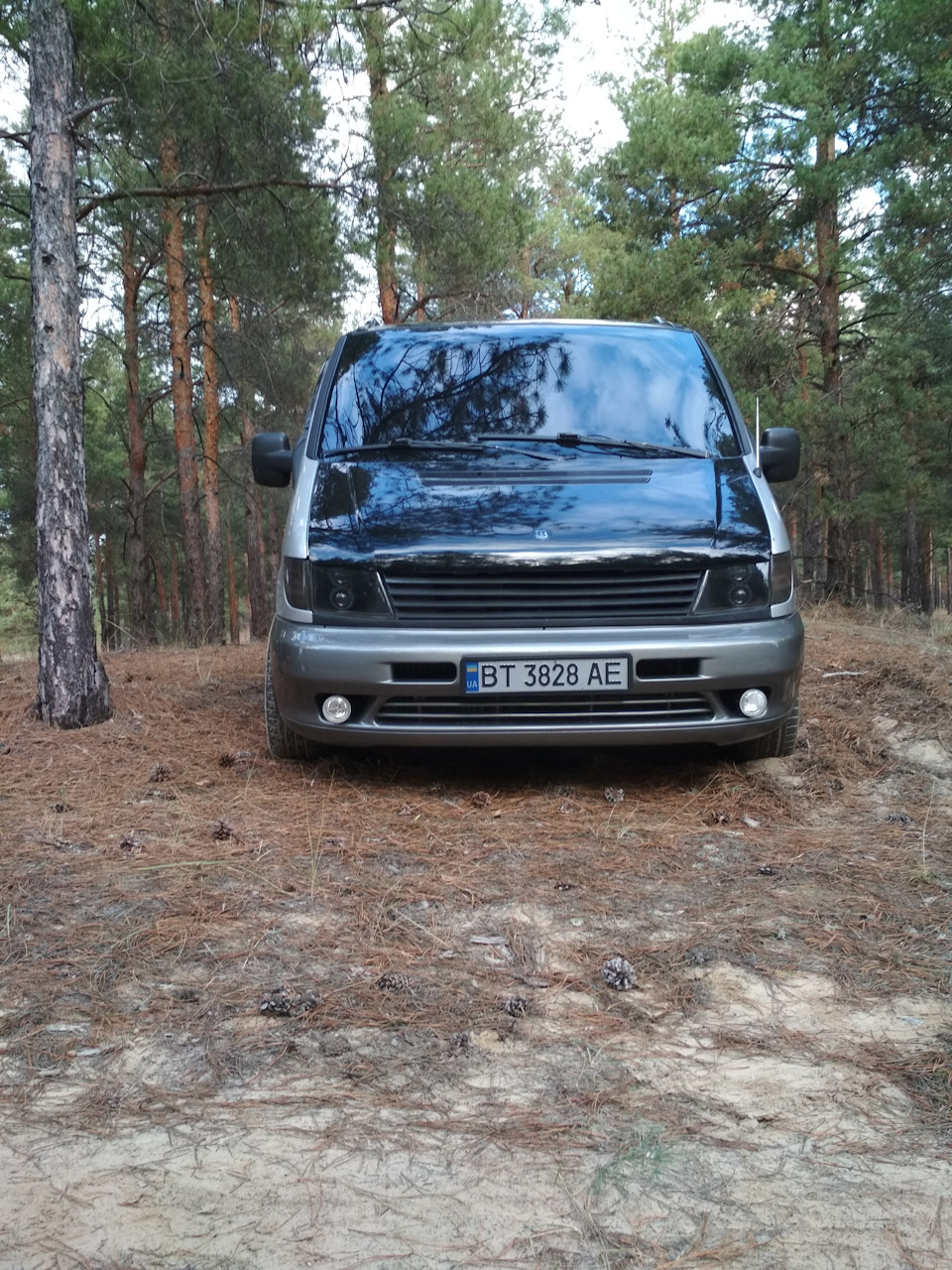Лес 2