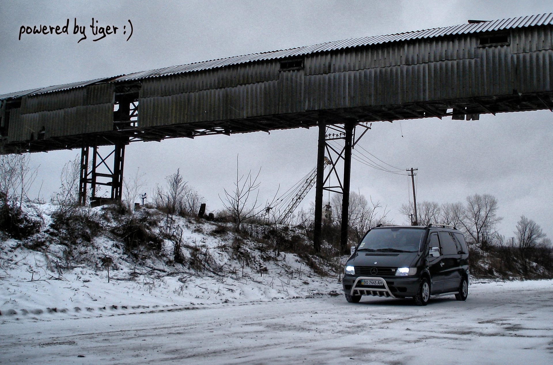 зимові фотографії на основі тигра :) 1