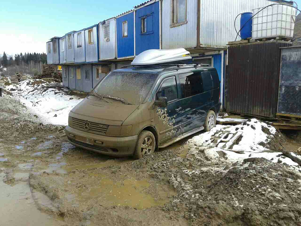 Олені на дорозі 1