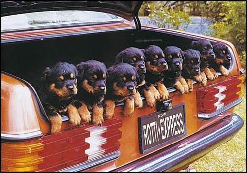 Фото асорті W123 (Частина 9) 5