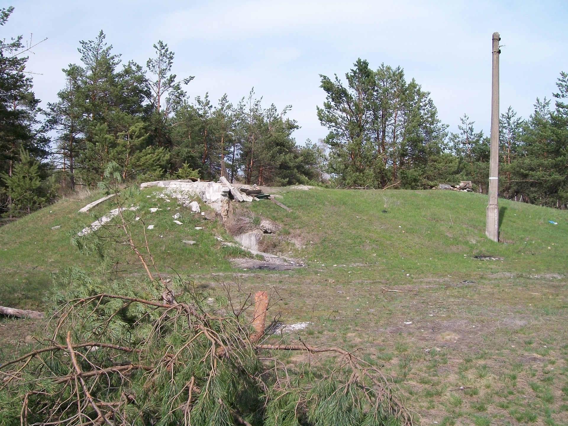 Кольт в лесу-2 1