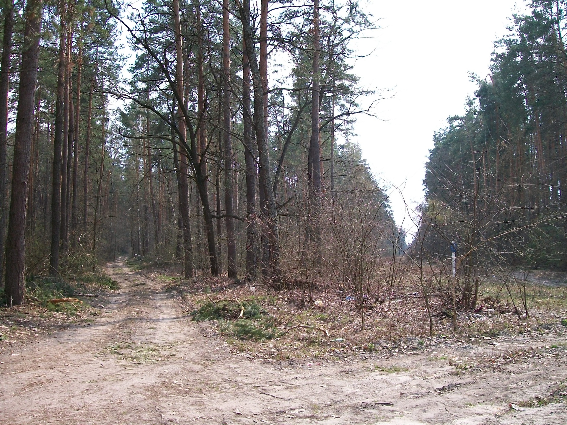 Кольт в лесу 3
