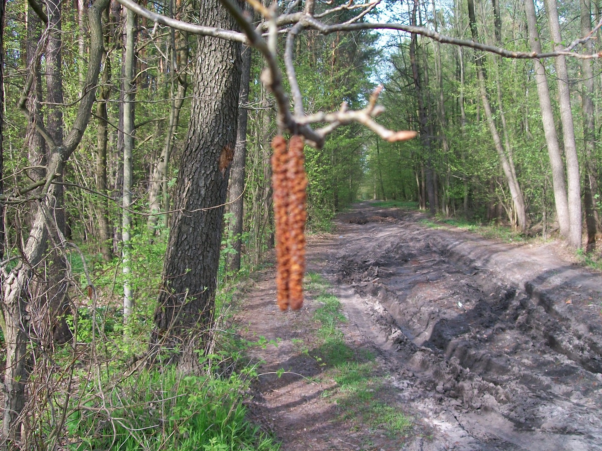 Просто кілька фоток Кольта на природі... 2