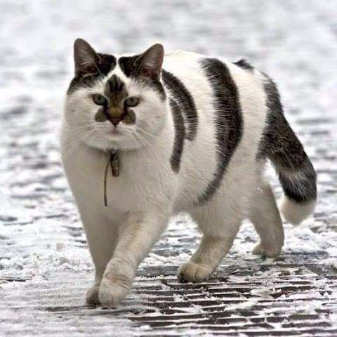 А на морді емблема Міцубісі 1