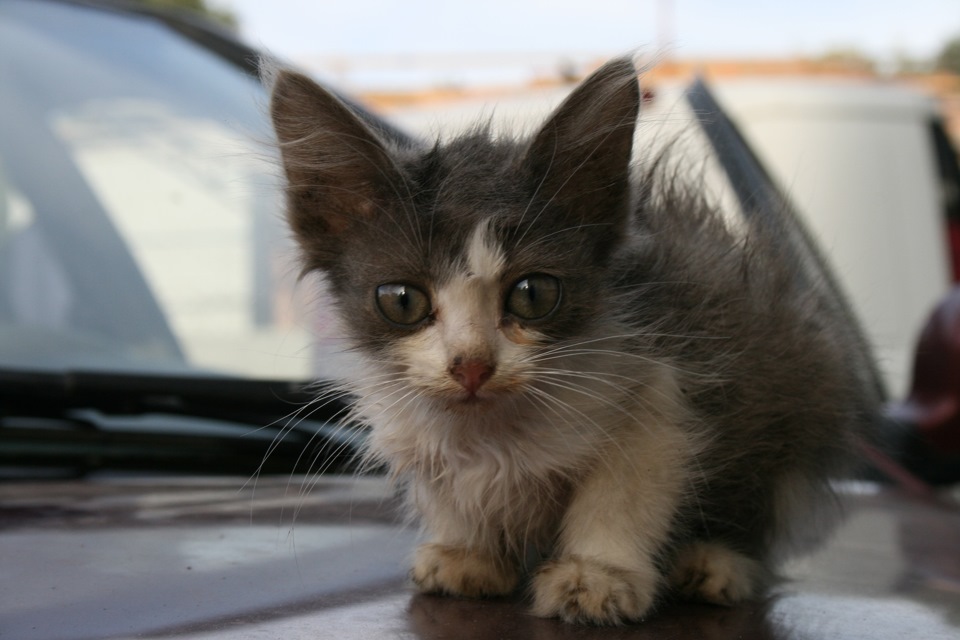 2011 просто кошеня 3