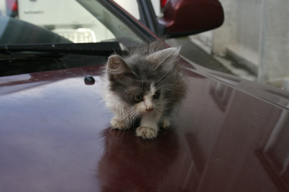 2011 просто кошеня 1