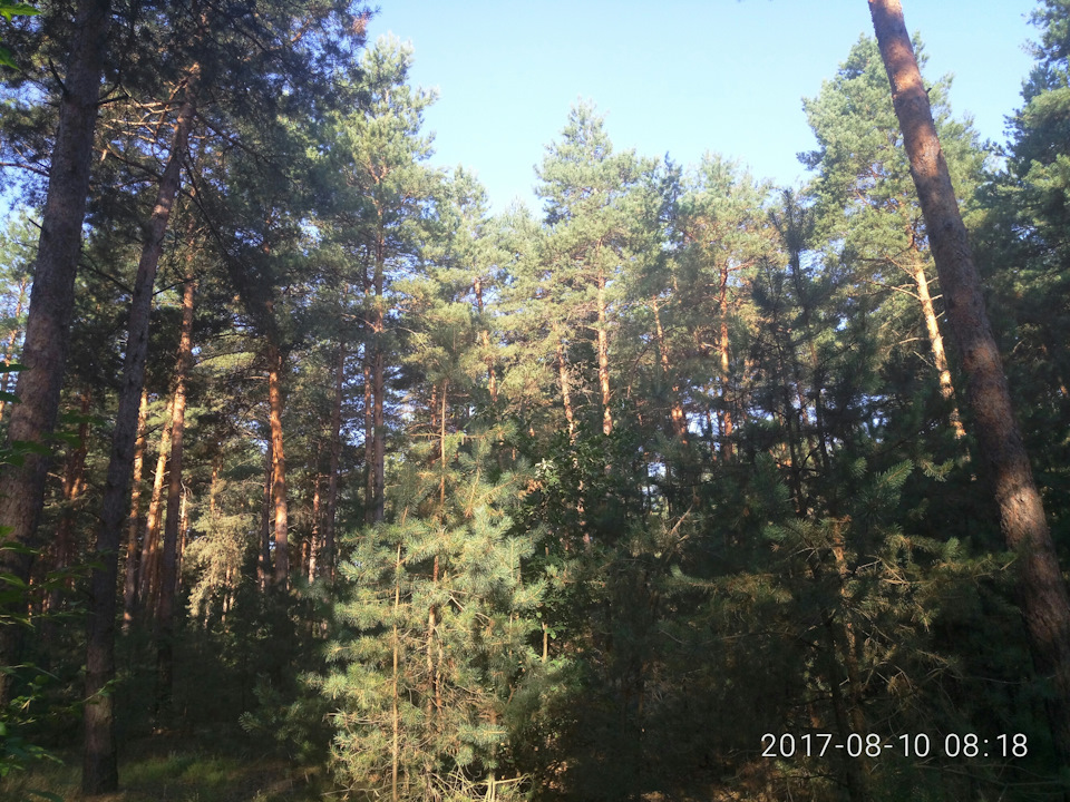 Прогулянка лісом :) 2