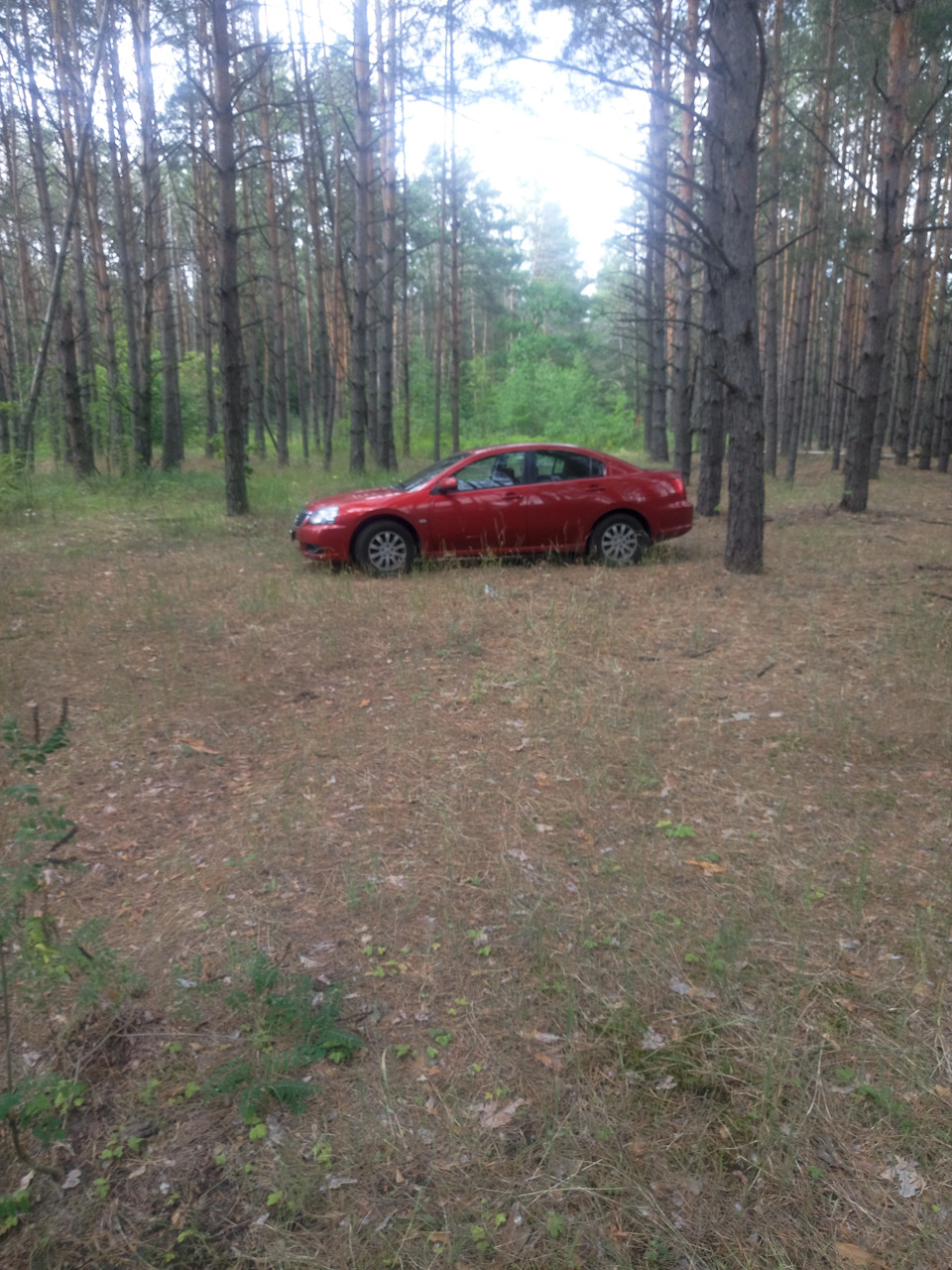 Вперше в лісі 1