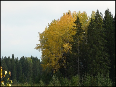 Карелія 2009 Частина І 2
