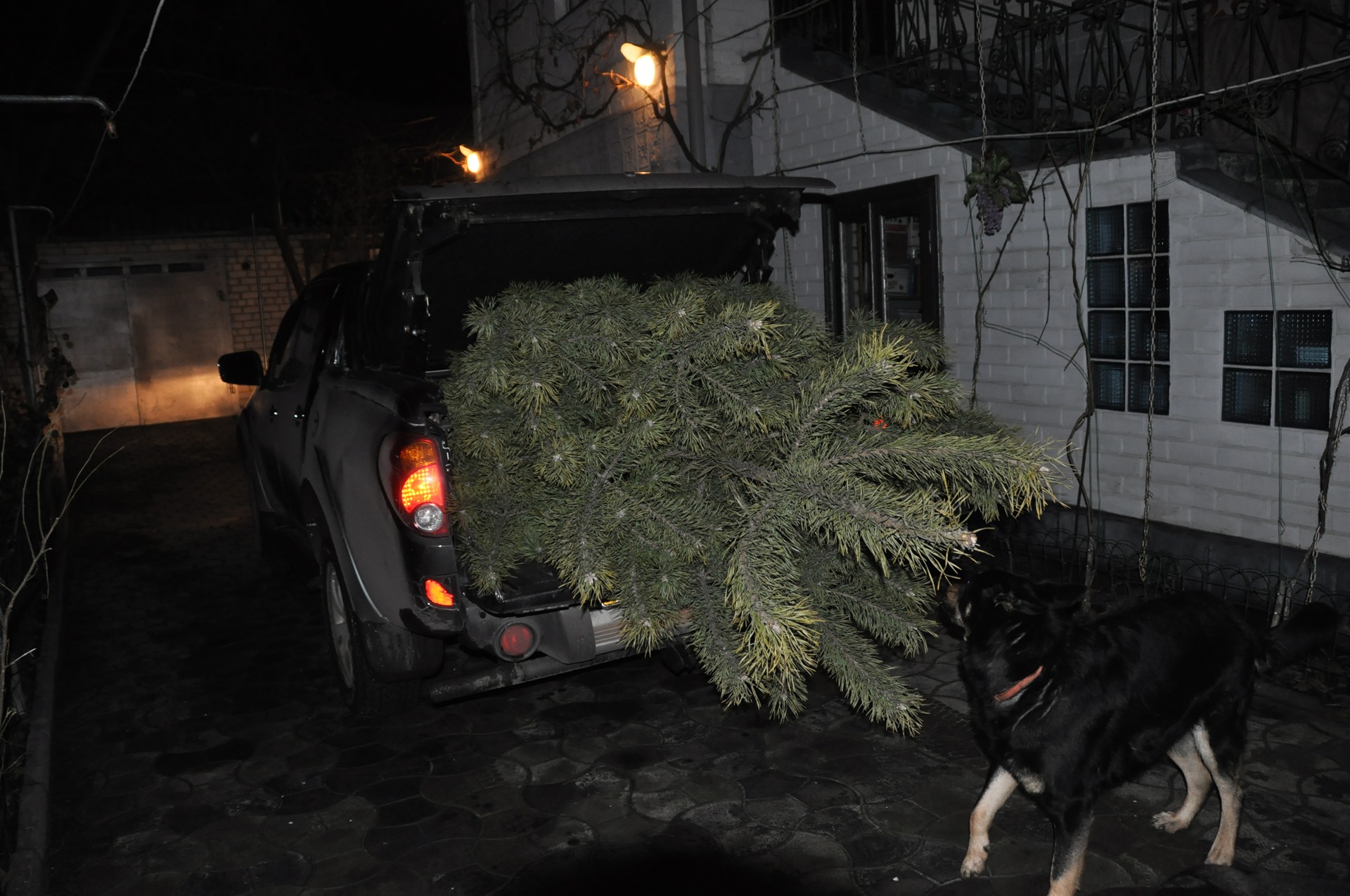 Міце ялинка 2011 :) 2