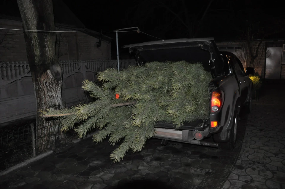 Міце ялинка 2011 :)
