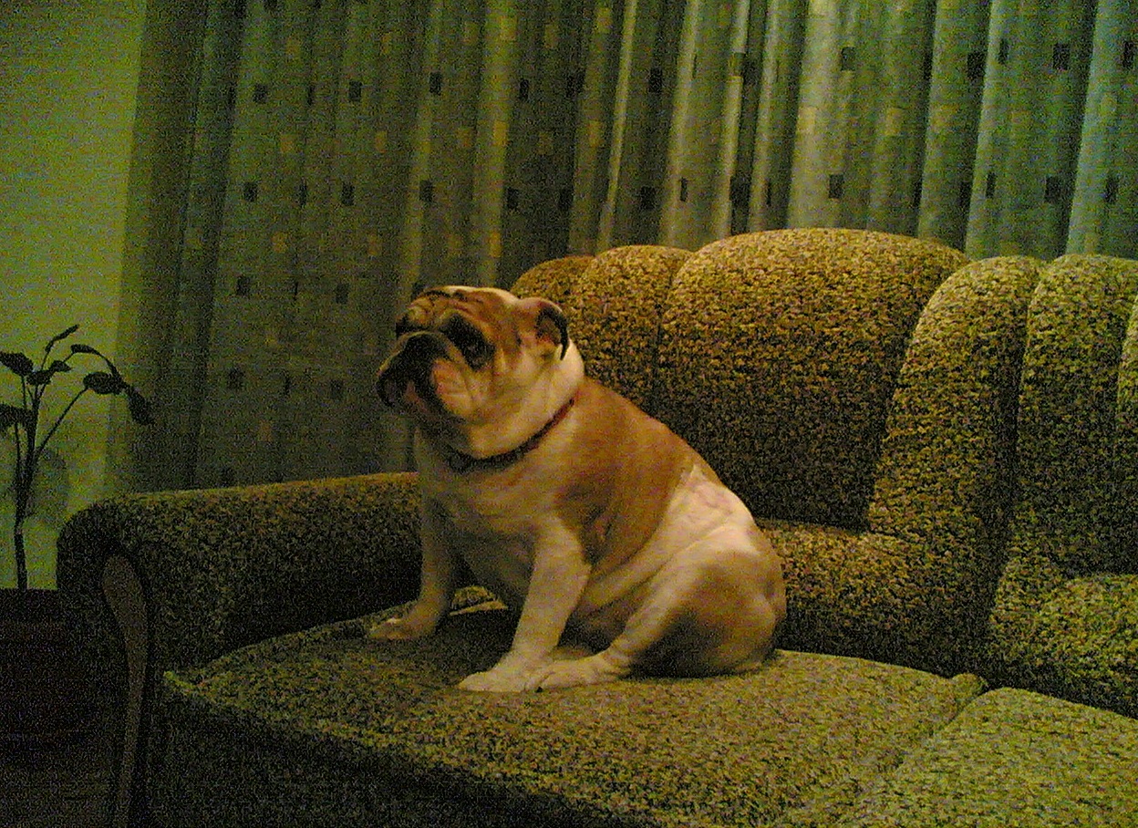 MY DOG Нюся ушла за радугу((( Я ее люблю 1