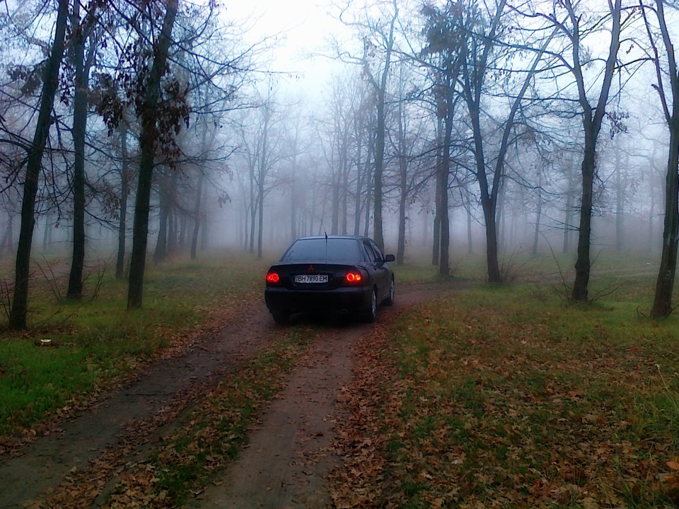 Потягнуло в тумані в ліс (фото) 5