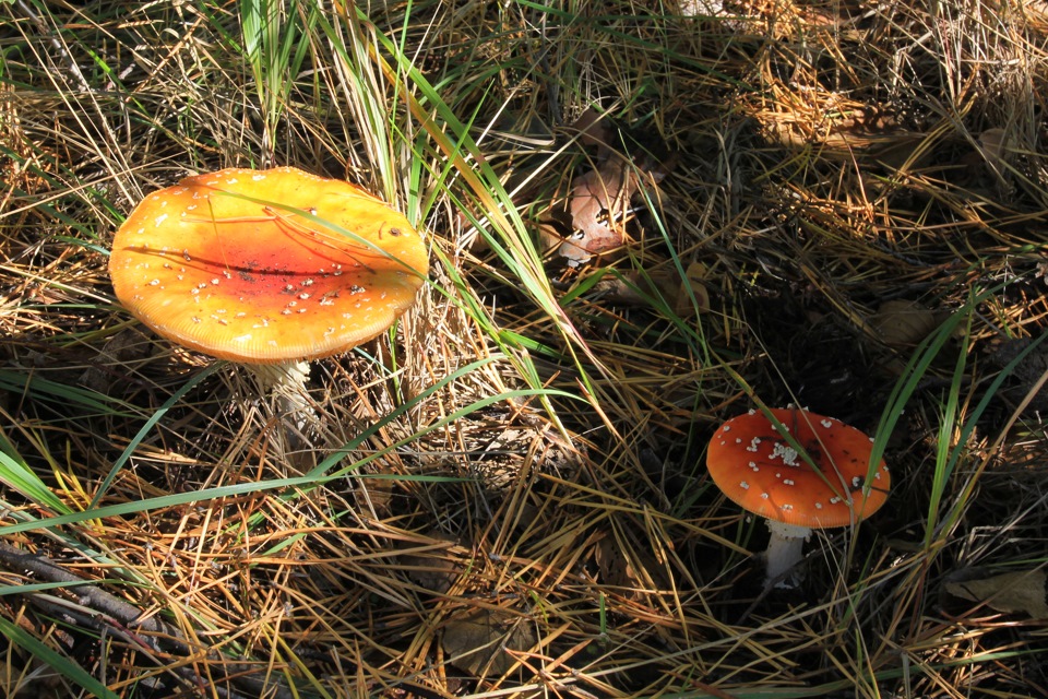 За грибами! 3