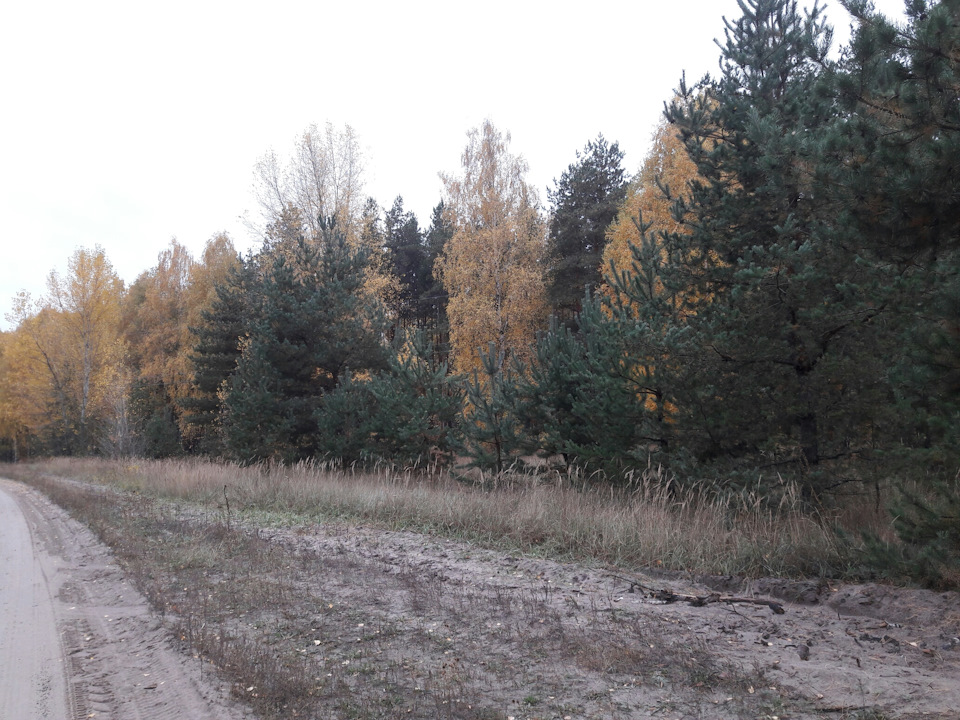 Вилазка в осінній ліс із сім'єю та друзями 3