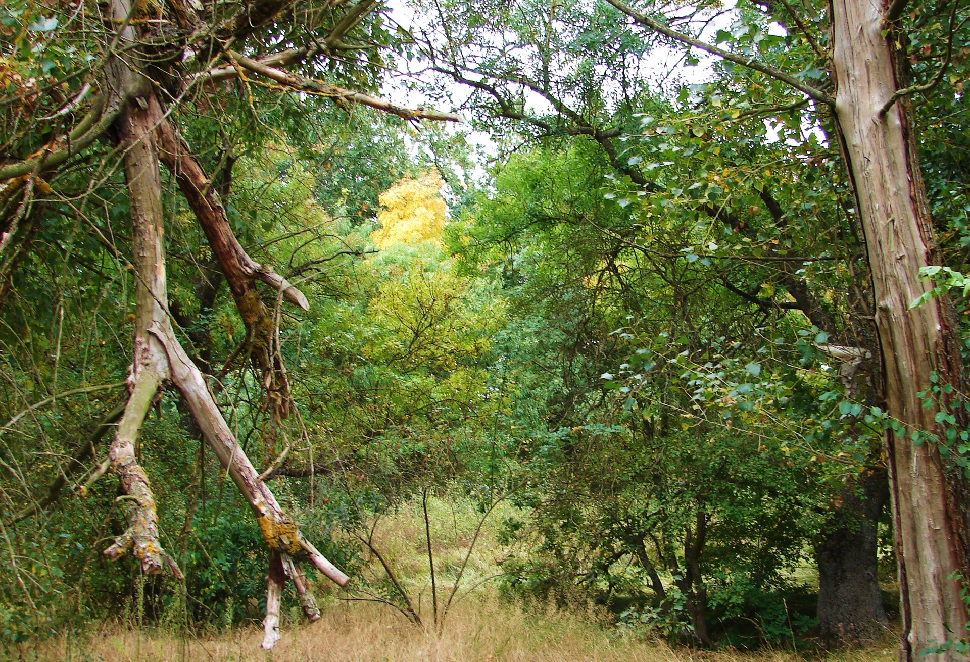 БАРСИК в БАРХАНАХ. 3