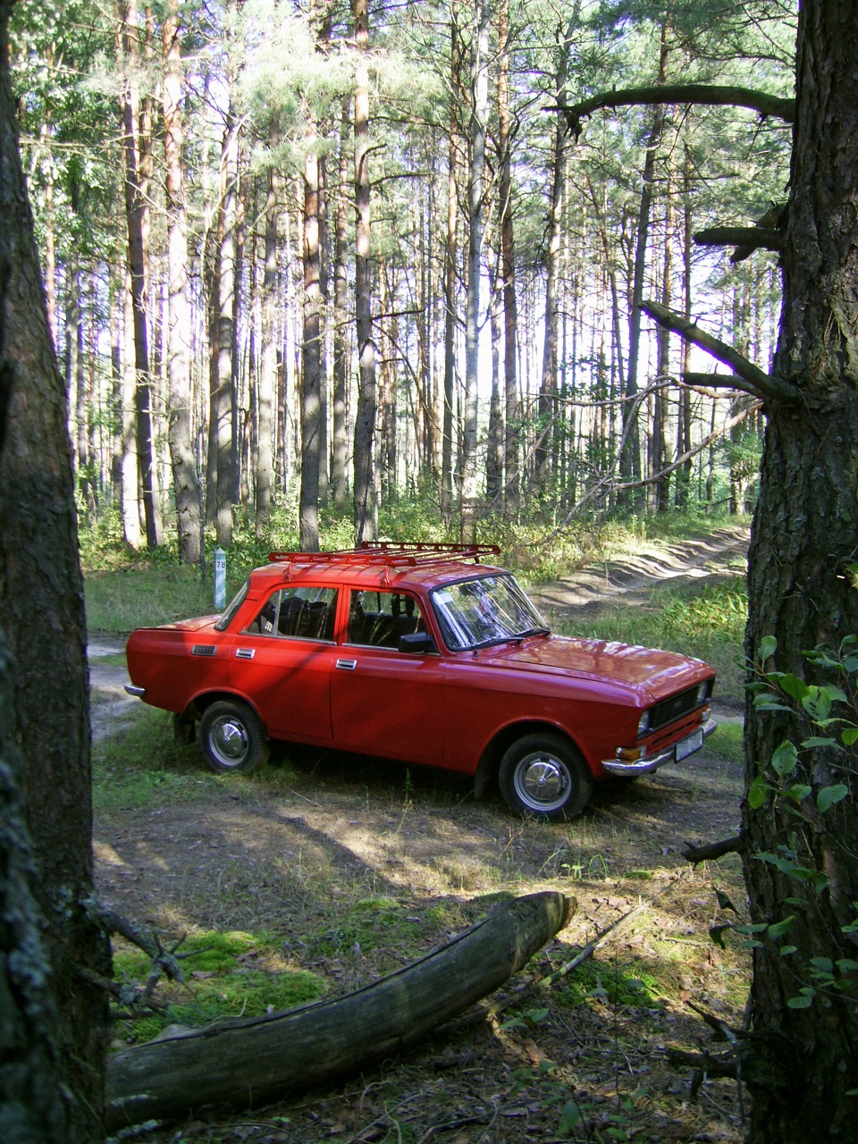 Поїздочка. Фотосет у сосновому лісі 5