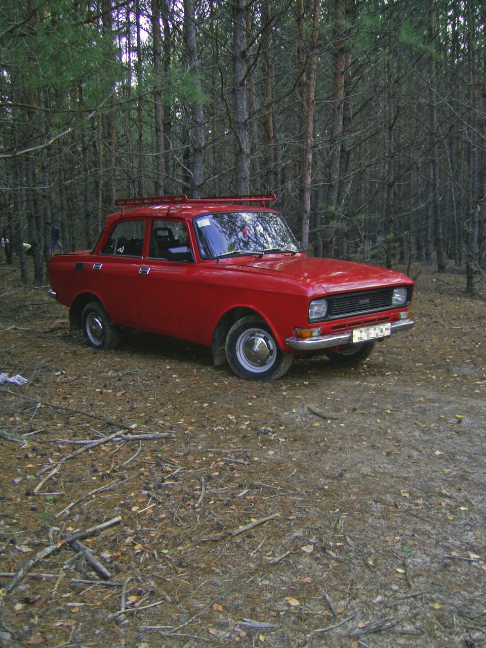 Поїздочка. Фотосет у сосновому лісі 1