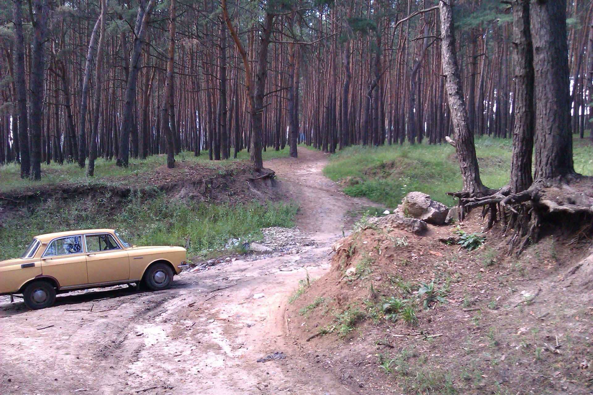 Фотосет у лісі 3