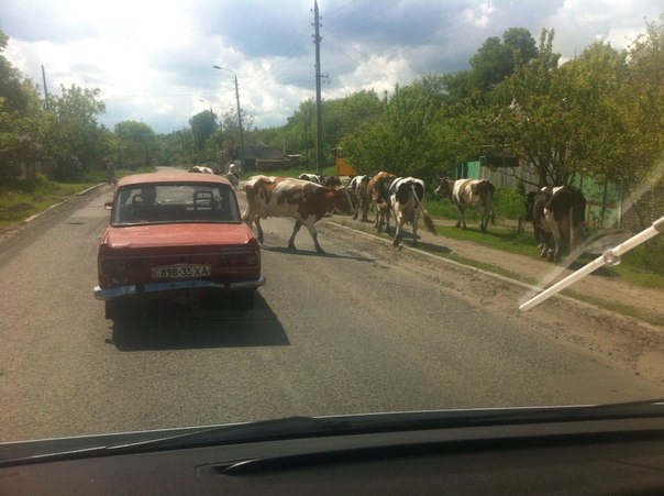 1. Купівля, перегін додому. 5
