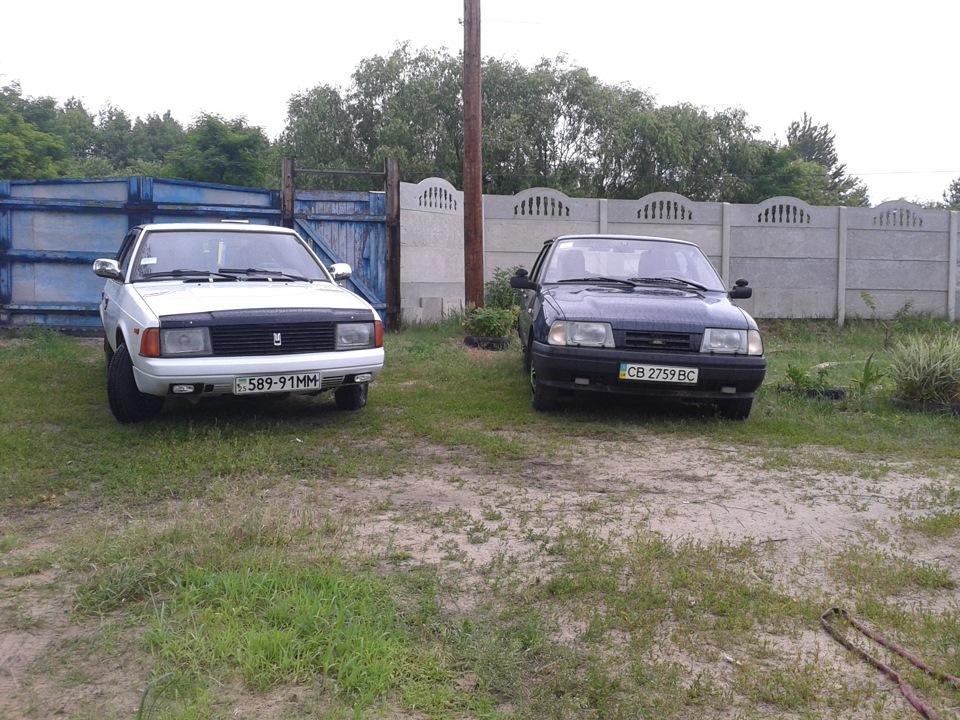Фото ластівки та їжачка батька 2