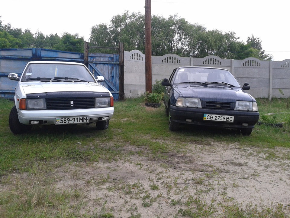 Фото ластівки та їжачка батька 3