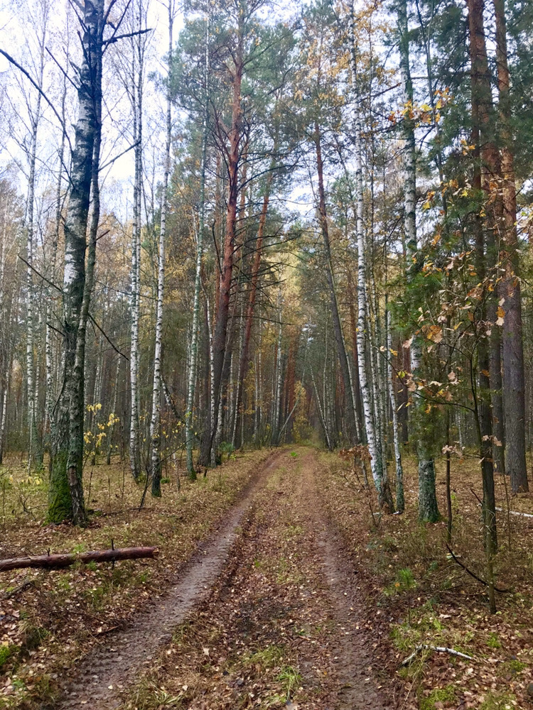 Друзі, всіх зі святом - День автомобіліста. 4
