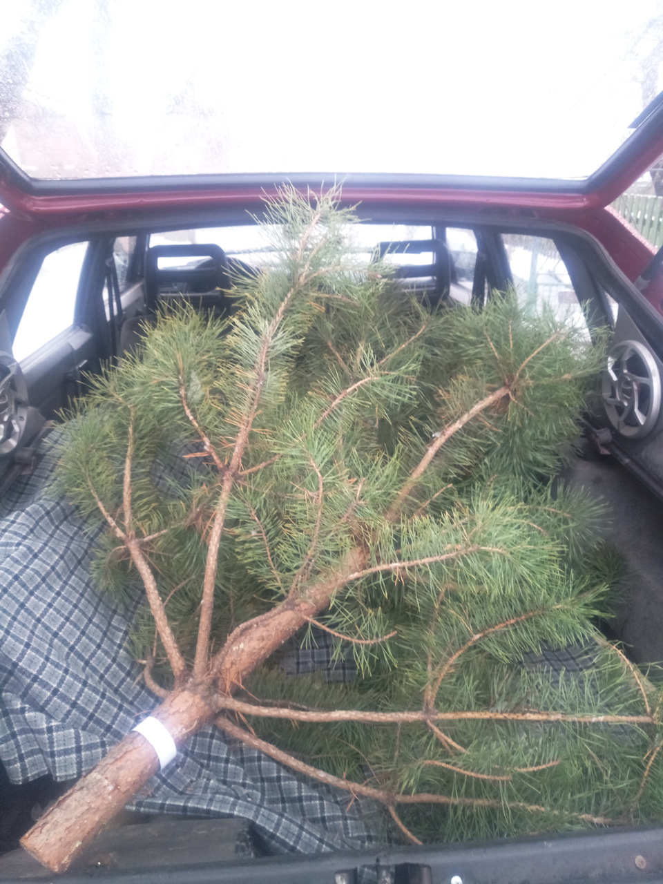 Прикупив хвойний освіжувач повітря) 1