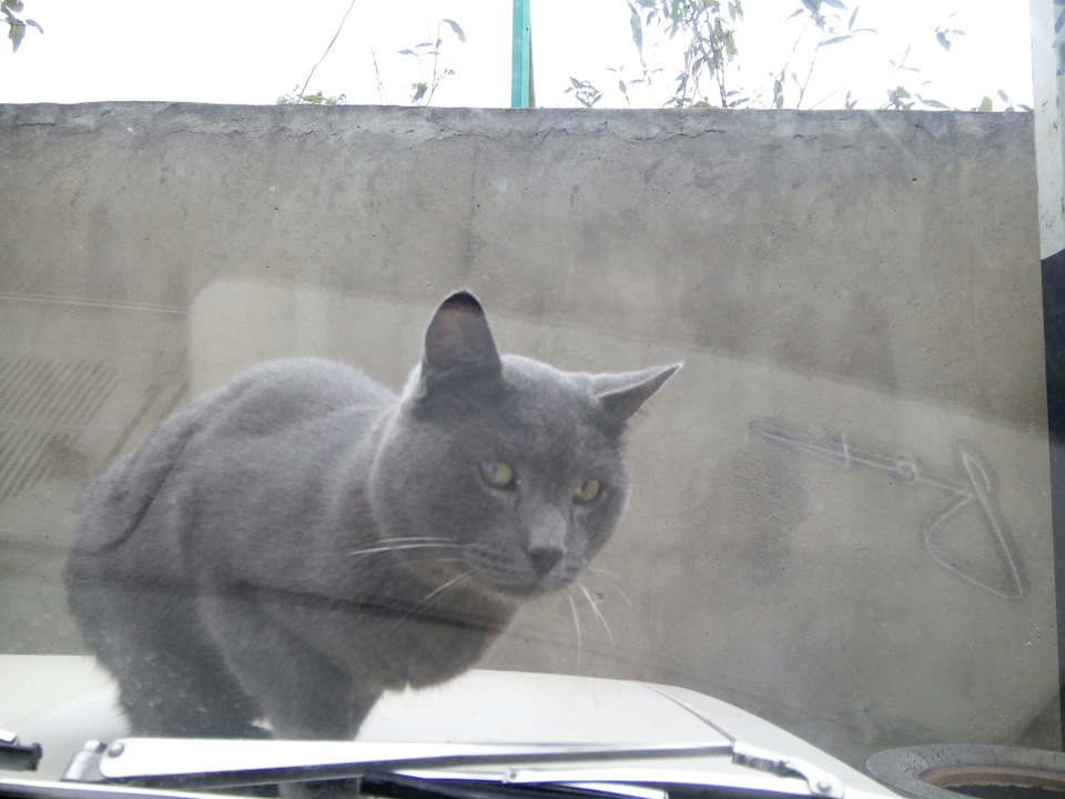 Коте на москвичі) 5