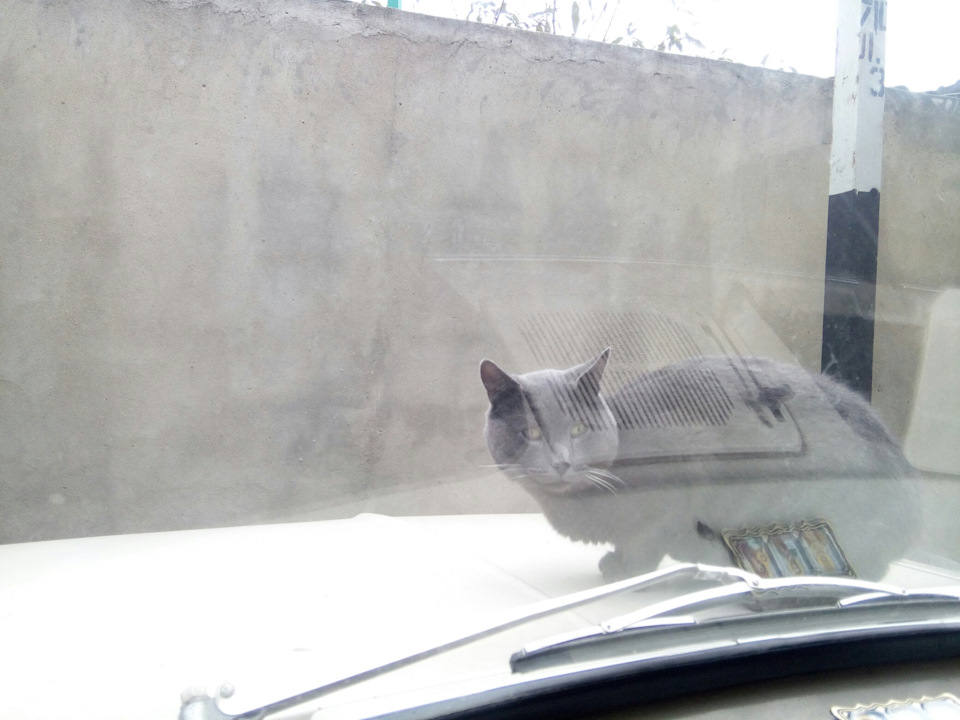 Коте на москвичі) 3