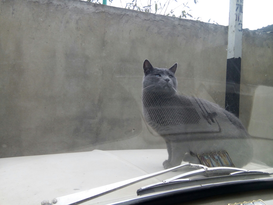 Коте на москвичі) 2