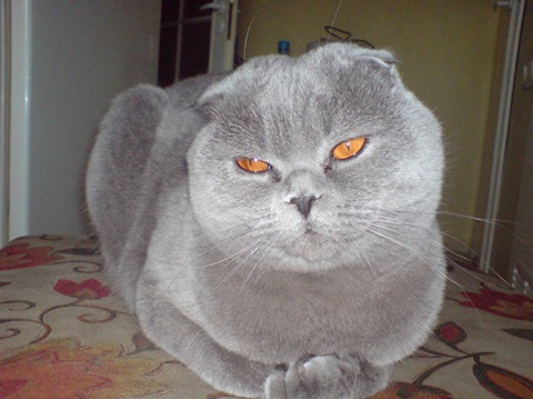 Запис, 8 серпня 2008 3