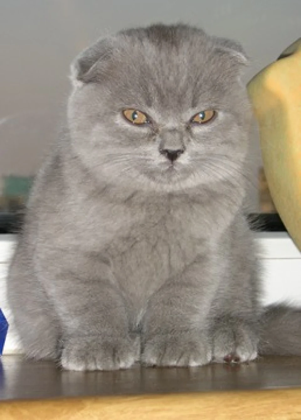 Запис, 8 серпня 2008