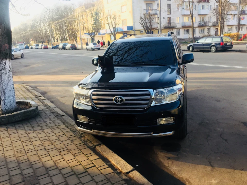 Кіт - автолюбитель)