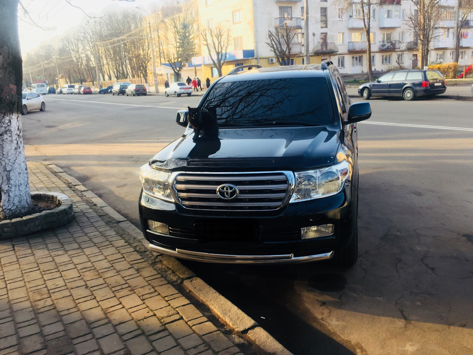 Кіт - автолюбитель) 1